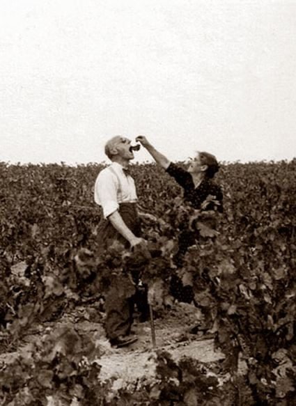 Archival black-and-white photograph of harvesters drinking wine in a vineyard