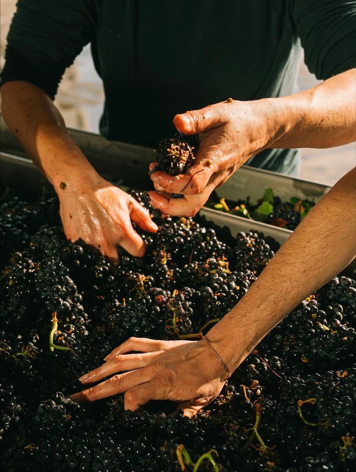 Hands crushing dark grapes in a wooden vat